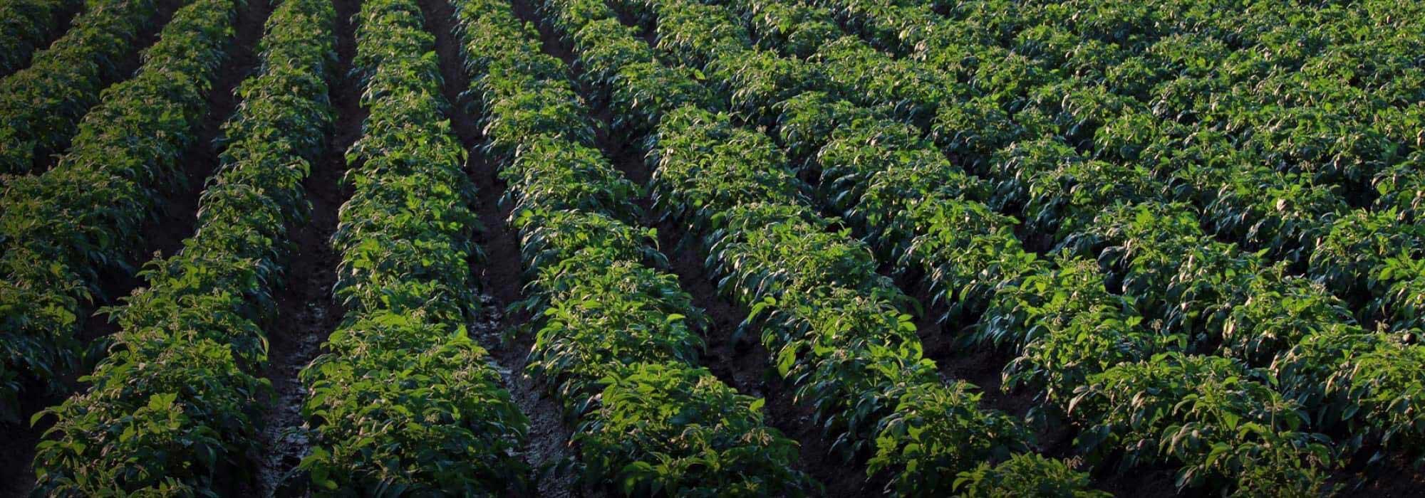 Navbar Page Marquee Background Image